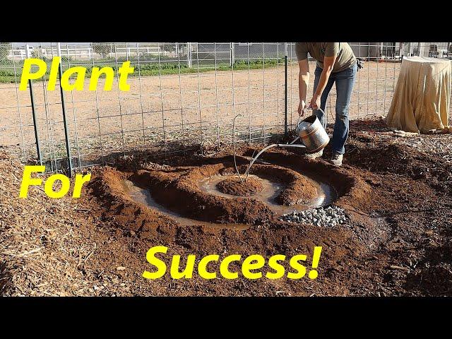 Planting & Irrigating New Fruit Trees | Raspberry Latte Fig