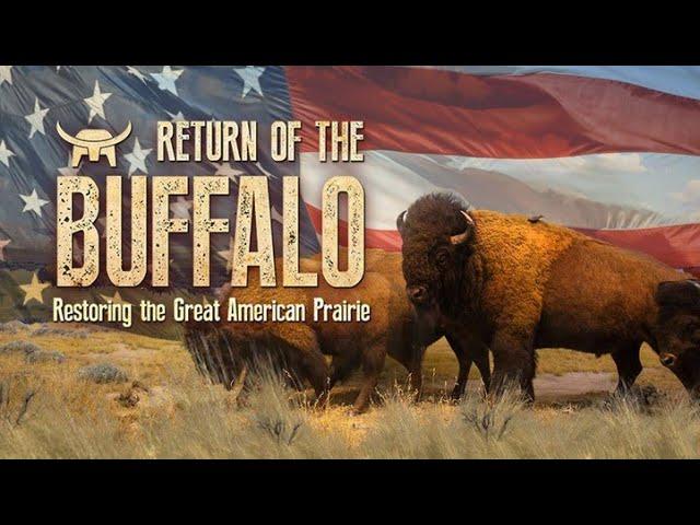 The Return Of The Buffalo - Restoring The Great American Prairie