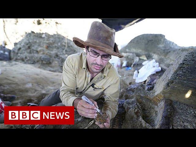 Dinosaur fossil from asteroid strike that caused extinction found, scientists claim - BBC News