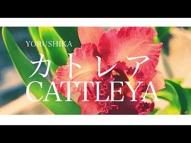 Yorushika - カトレア Cattleya | Lyrics + Translation!