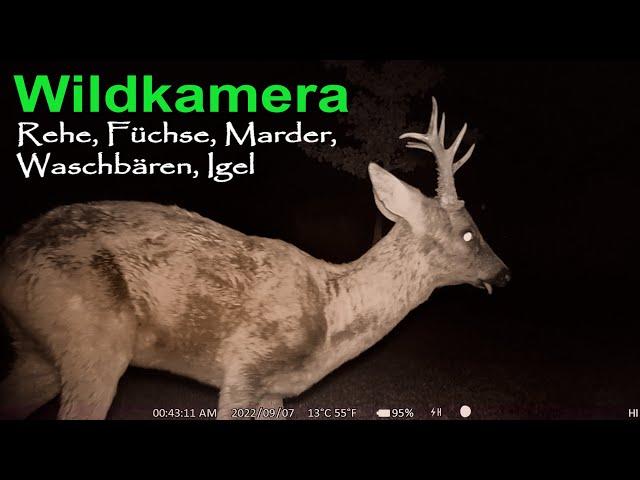 Wildkamera Nachtaufnahmen mit Reh, Waschbär, Marder Fuchs 2024