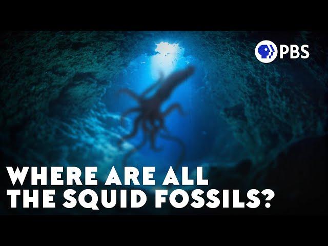 Where Are All The Squid Fossils?