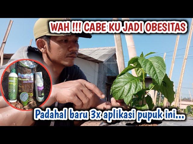 Baru 3 kali aplikasi tanaman cabe sudah obesitas efek racikan pupuk ini