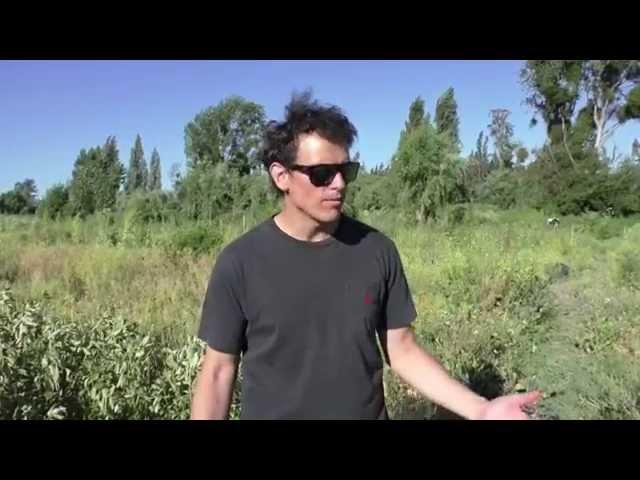 Guzmán from Boragó gives a tour of the organic farm outside Santiago