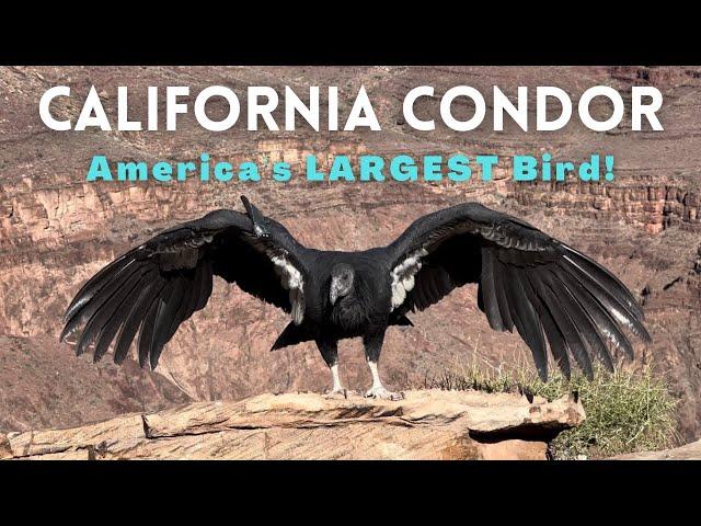 Grand Canyon: EPIC California Condor Encounter