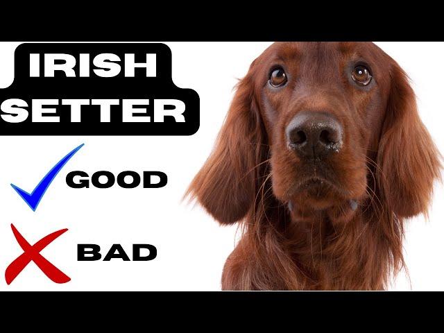 Irish setter Top 10 Facts | Pros and Cons you must know.