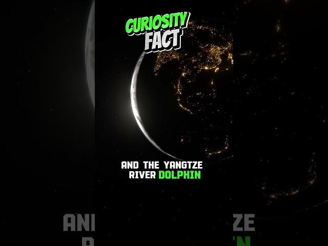 Curiosity Fact  #story #shorts #facts #curiosity #world