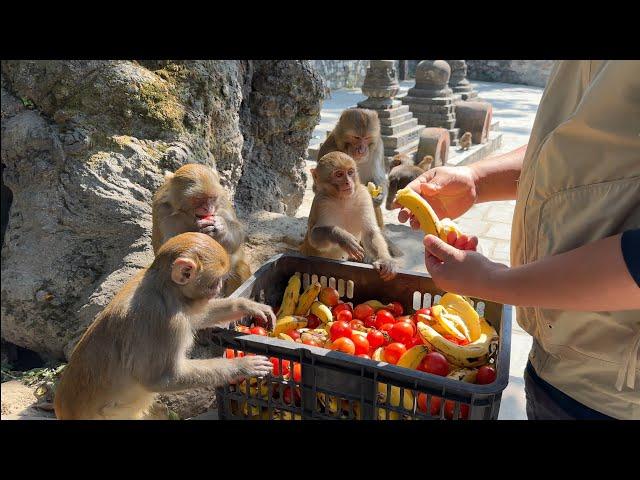 Feeding banana and tomato combos for monkey and healthy food for street dogs