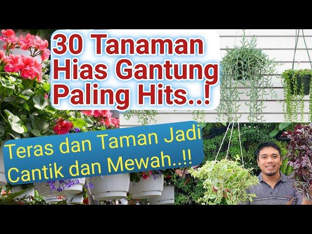 30 jenis Tanaman Hias Gantung Paling hits, Cantik dan Mewah, macam macam tanaman hias gantung,