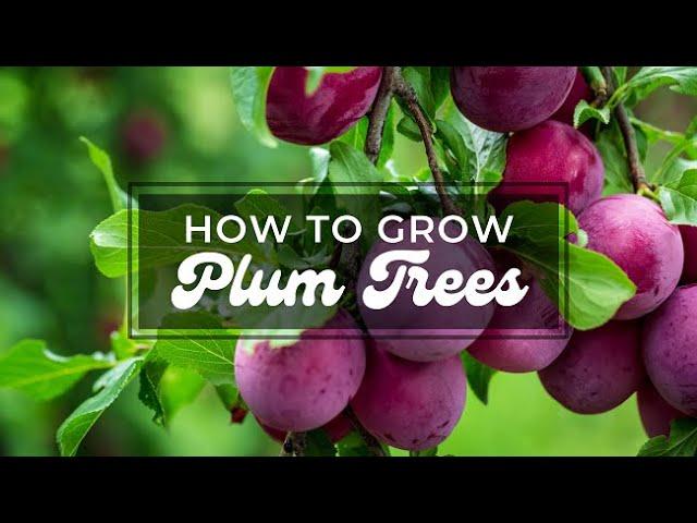 How to Grow Plum Tree  Growing Plum in pot or garden  tips to grow and care  Bonsaiplantsnursery.com