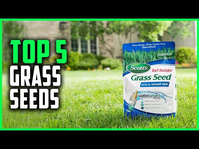 Best Grass Seeds 2024 | Top 5 Grass Seeds Review