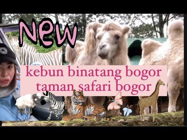 TAMAN SAFARI BOGOR REVIEW