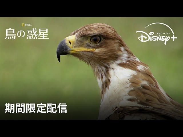 【期間限定フル公開】ナショナル ジオグラフィック 『鳥の惑星』(声：植田 佳奈)｜Disney+ (ディズニープラス）