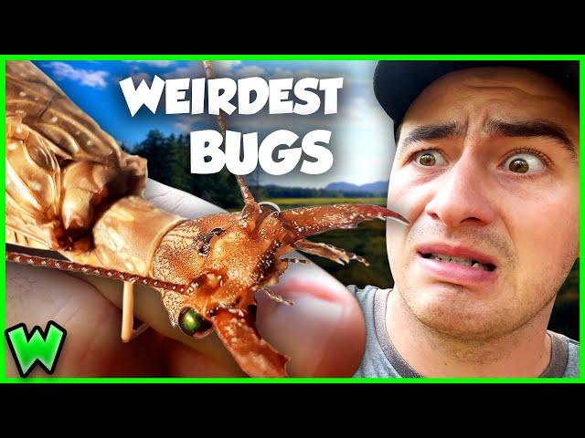 Top 5 Strangest Insects That Will Blow Your Mind