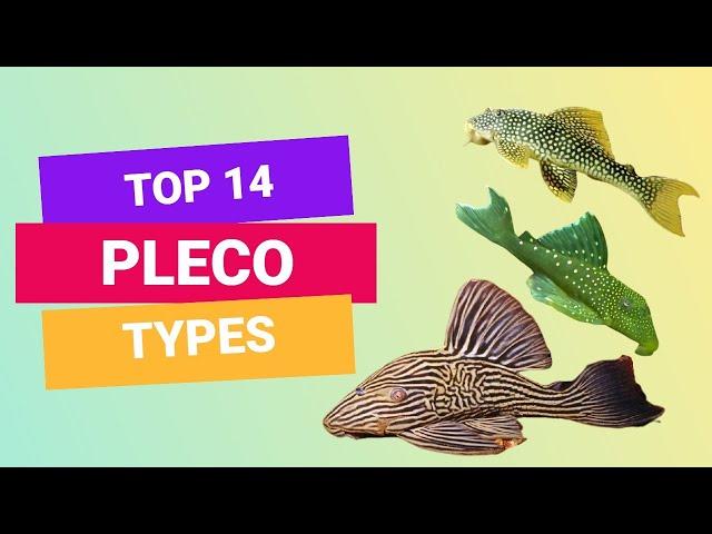 TOP 14 TYPES OF PLECO | PLECOSTOMUS | FINDING FISHES