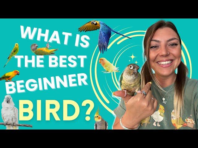 Best Beginner Birds As Pets! 