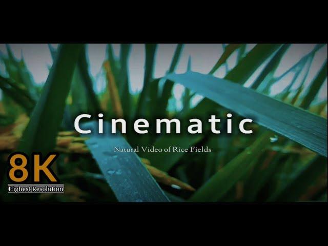 Rice Field Cinematic Videos