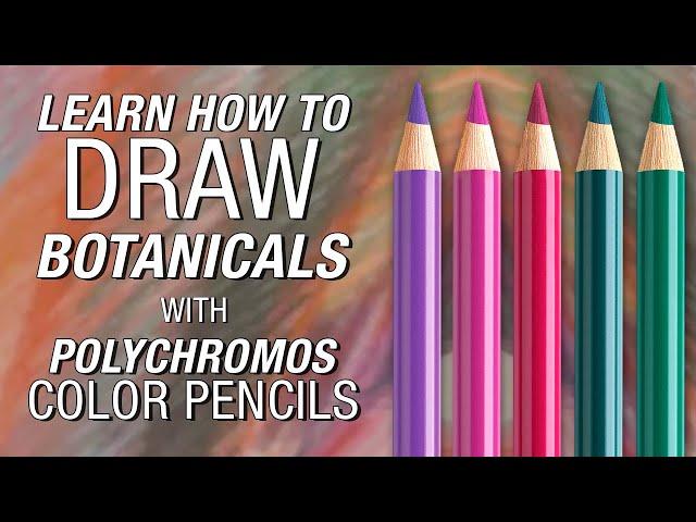 Faber-Castell - Polychromos Color Pencil Demonstration