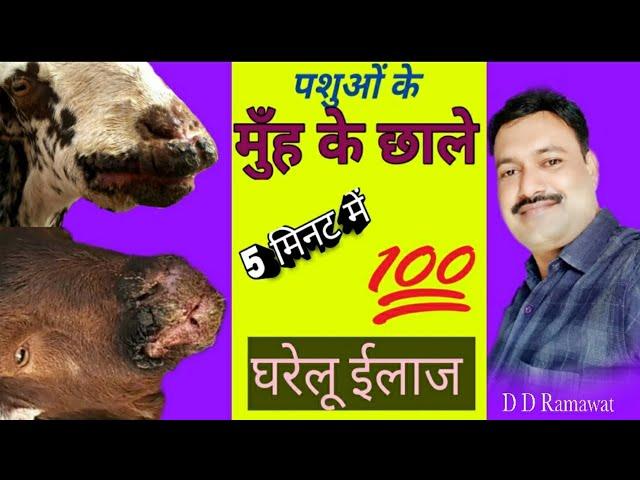 bakri ke muh pakne ka ilaj    बकरी के मुंह में छाले  100% घरेलू ईलाज  goat /sheep/cow/buff muh chale