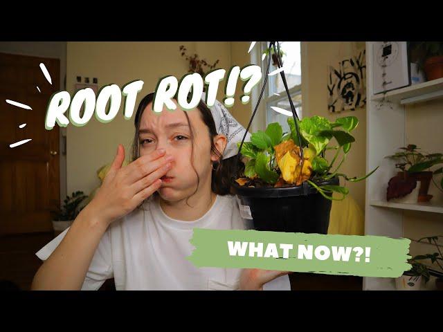 ROOT ROT | symptoms, causes, and treatment with hydrogen peroxide + propagation!