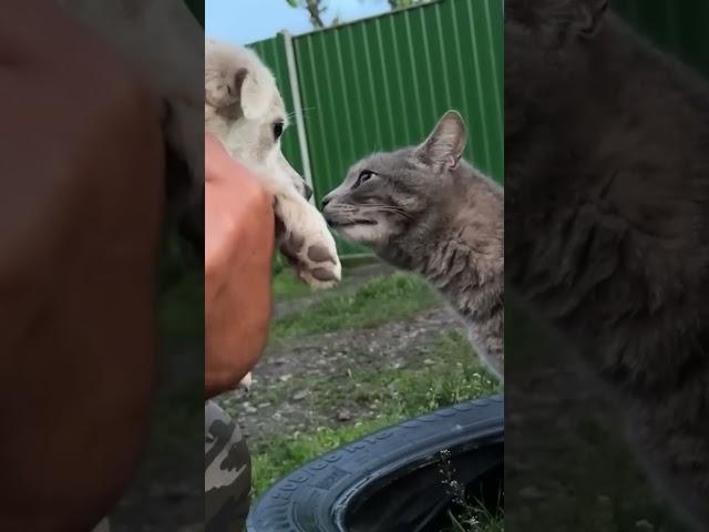 Как мы подобрали собаку на дороге #домвдеревне #хутор