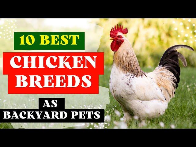 10 Best Chicken Breeds for Beginners (Backyard Chickens for Eggs)