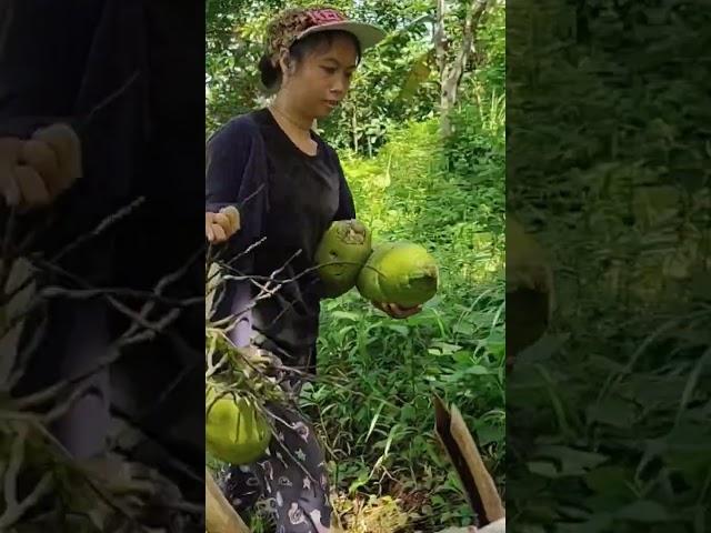 Living in the Philippines  Farmers Life! #coconutfarmer #farmer #harvest #lifeinthephilippines