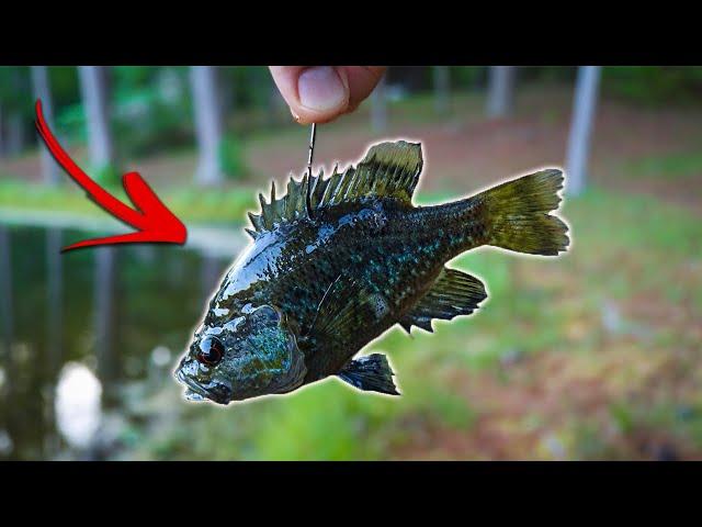 Fishing w/ Livebait For MASSIVE Bass!! (NEW PB!!)