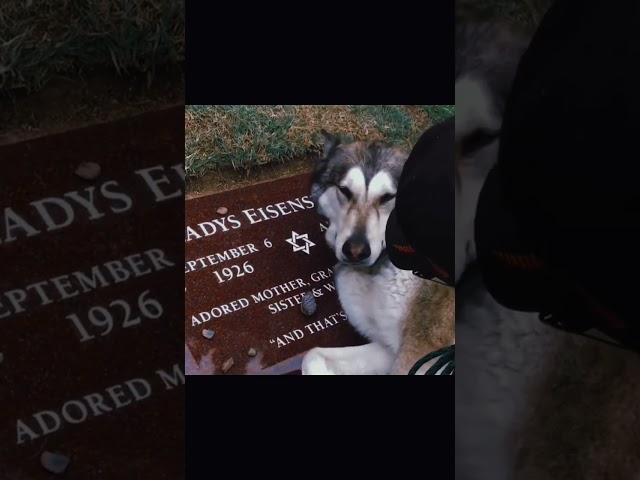 Dog crying at her owners grave