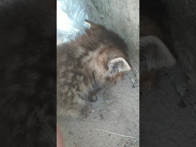 Маленький,, тигр,