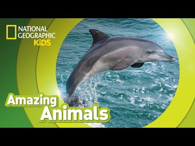 Bottlenose Dolphin  | Amazing Animals