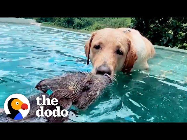 The World's Cutest Interspecies Friendships | The Dodo