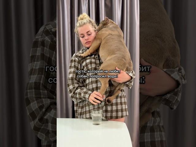 #americanbully #суперсобака #амбулли #собака #булли #животные #американскийбулли #puppy