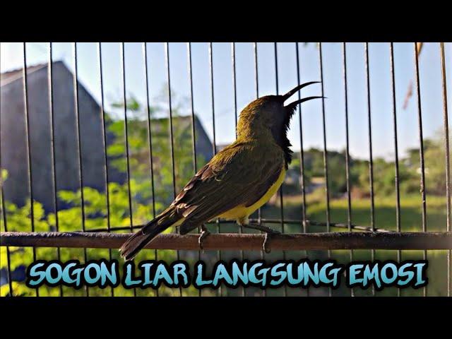 Pancingan Sogon Ampuh || BURUNG SOGON LIAR PUN PADA IKUT EMOSI