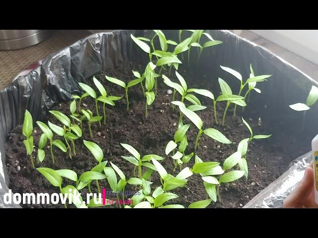 Простое и эффективное средство для подкормки рассады: поливать 2 раза в неделю вместо обычной воды