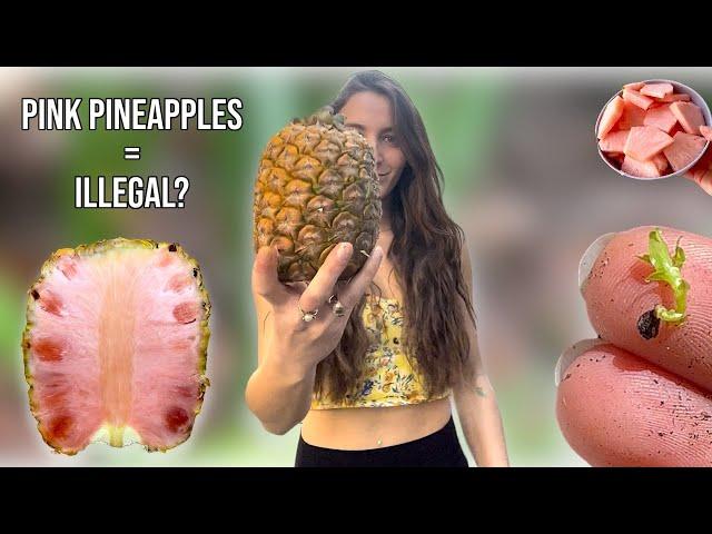 How I Legally Grew Illegal Pink Pineapple Seeds