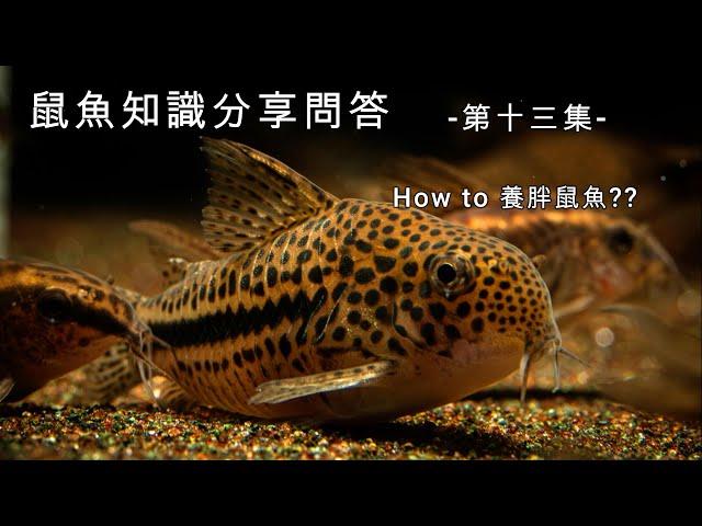 鼠博館：鼠魚知識分享問答   -第十三集-  怎麼養胖鼠魚？How？How？