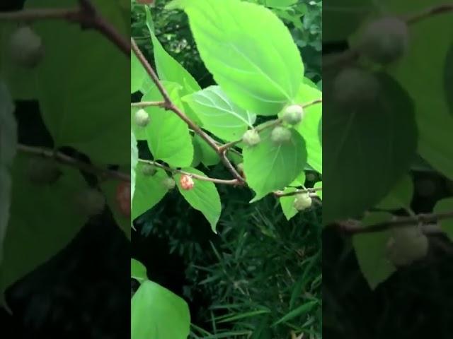 Forager Japan Video Guide Paper Mulberries ヒメコウゾ (Broussonetia kazinoki)