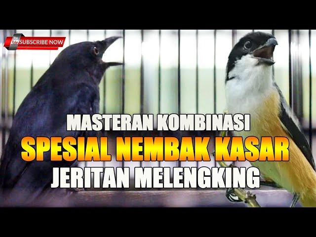 MASTERAN KOMBINASI FULL TEMBAKAN PANJANG KASAR MELENGKING !!!