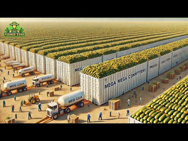 Cucumber Pickles Mega Factory: Processing Millions of Cucumbers for Pickles