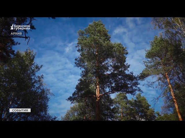 Брянские лесники вошли в десятку лучших по стране