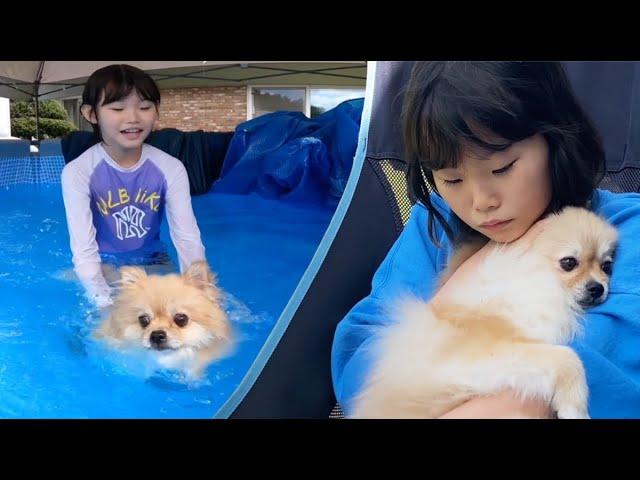 뽀뽀와 수영해요  반려동물과 수영장 베스트 영상 모음 LimeTube Kids Pool Villa Best Video