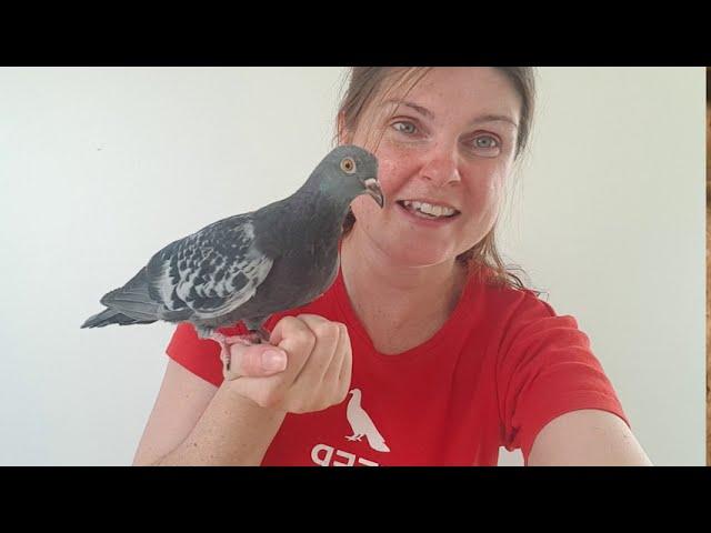 Young Pigeon Development - "Spencer" Episode 3