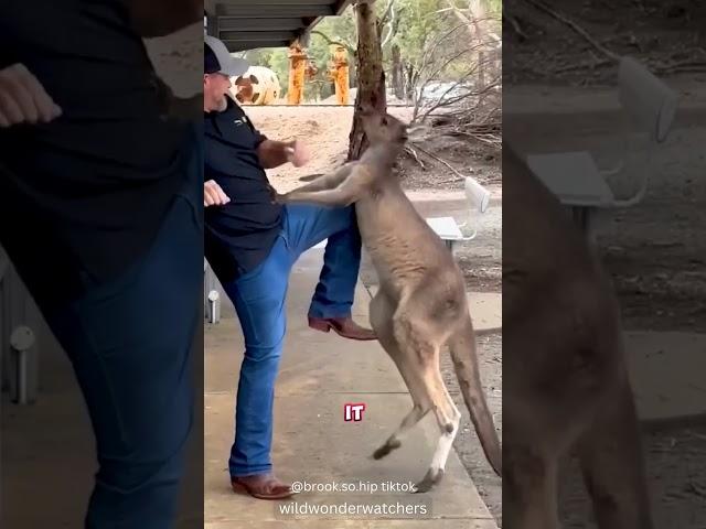 Feisty Kangaroo Attacks Tourists 