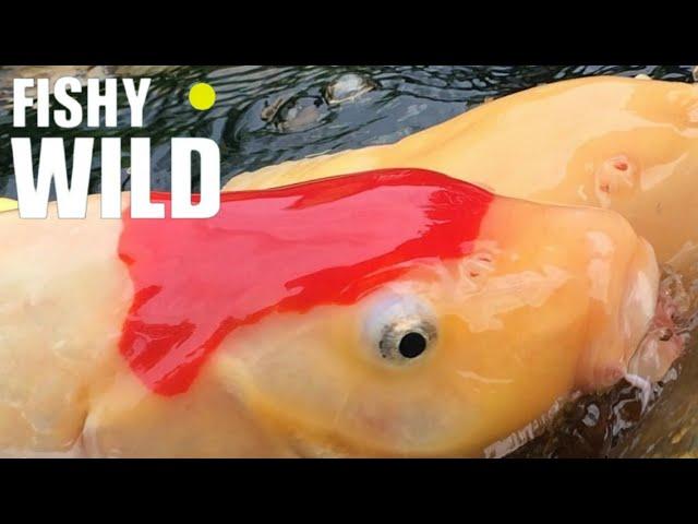 Ultimate Guide to Stunning Koi: Expert Tips and Breathtaking Footage!