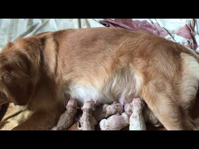 น้องหมา โกลด์เด้น คลอดลูก  Dog give birth