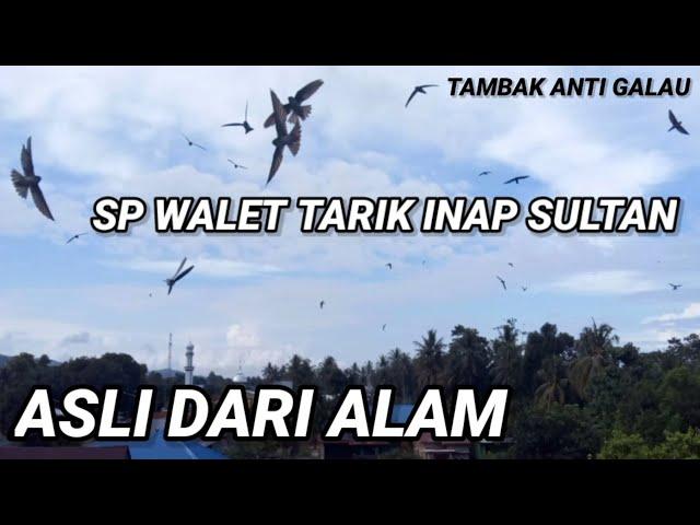 Sp Tarik Inap Sultan. ASLI DARI ALAM. banyak dicari petani walet saat ini