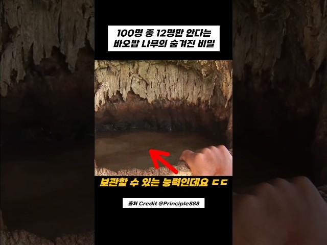 어? 바오밥 나무에서 5천년간 살 수 있는 이유