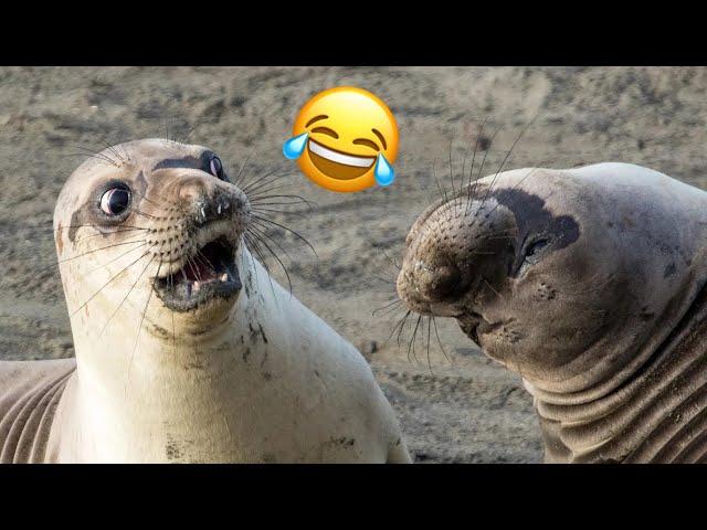 Damn Nature Is Scary  | Funny Animal Encounters  - Happy TV #2