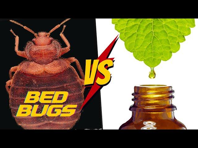 Top 7 Essential Oils to Get Rid of Bed Bugs [COMPLETE Tutorial]